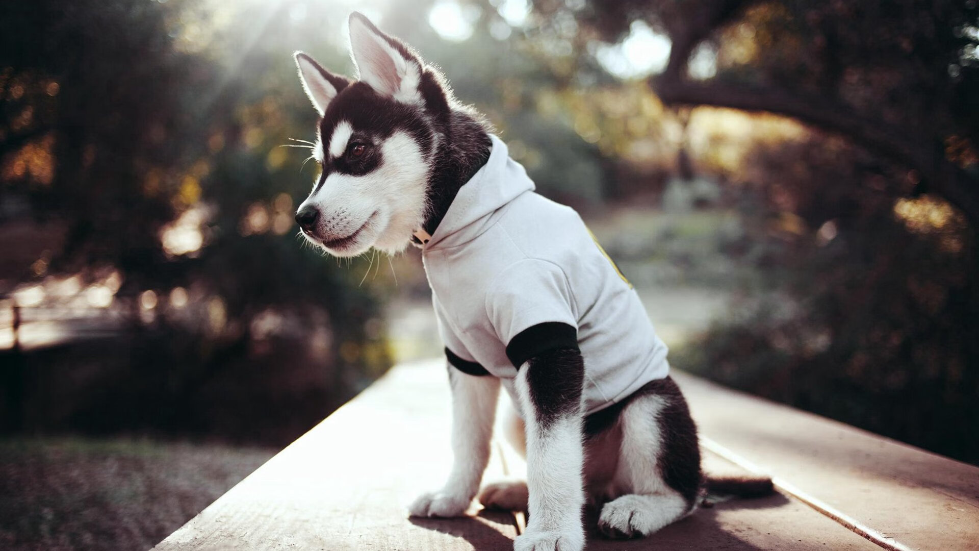 九游娱乐官方网站-法甲： Monaco 3-1击败兰斯，戈麦斯双响助队取胜