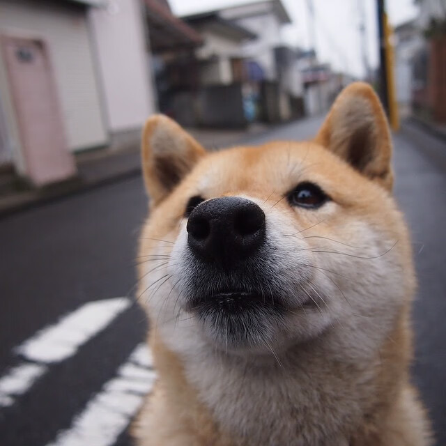 法甲赛季中段总结，展望未来竞争，2021-2022赛季法甲前瞻