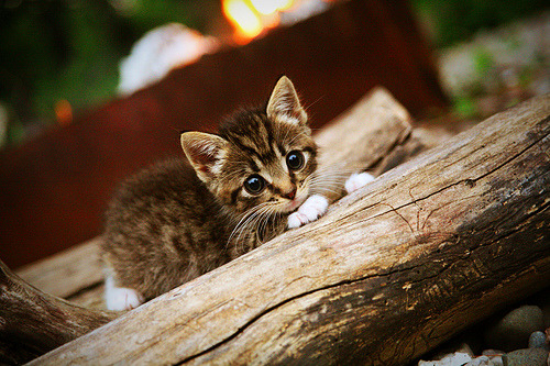 法甲激战：里尔绝平巴黎，争冠形势再度扑朔迷离，里尔 巴黎