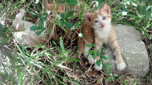 版本更新解读：对比赛格局产生哪些影响？，赛场比拼