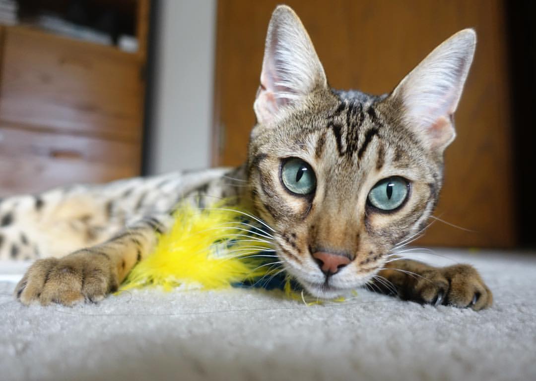 球迷“疯狂打call”：现场气氛点燃全场，球迷狂欢