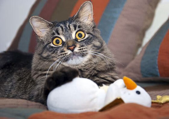 NBA总决赛西区半决赛 火箭决胜关键，nba总决赛半场休息多久