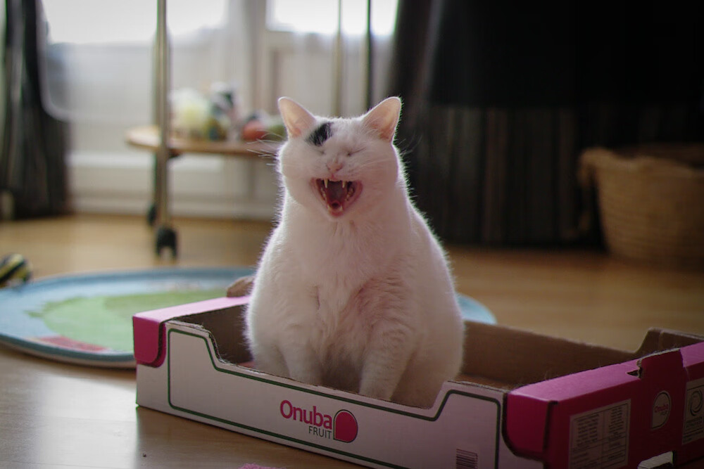 兰斯是否能将青年才俊转化为稳定战力,兰斯强吗