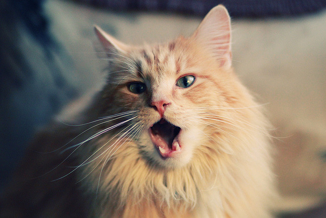 九游体育-报道：多特蒙德惊险过关，晋级欧冠四强！，多特蒙德欧联冠军