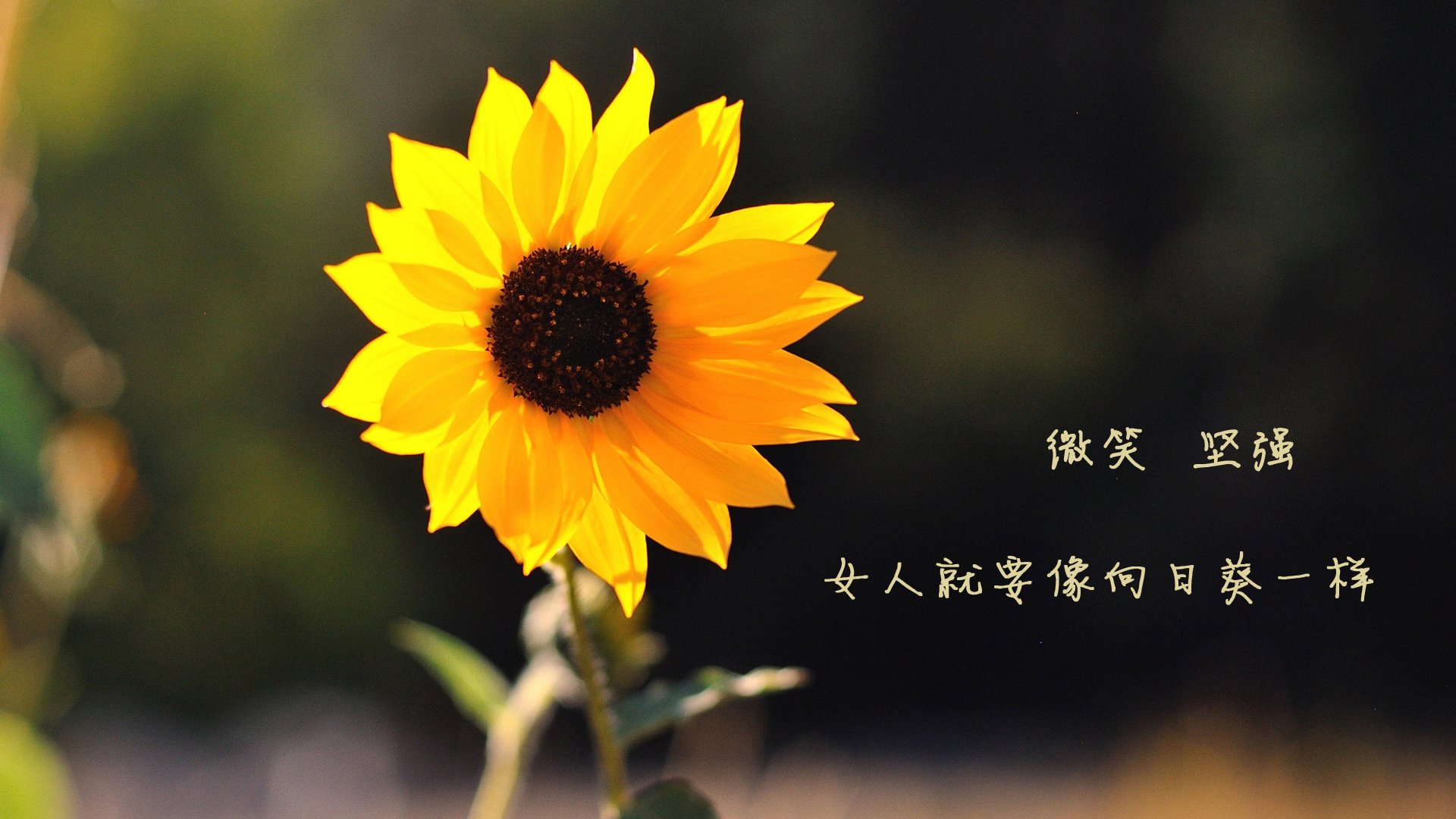 NBA球队赛事组织安全风险评估与管理，nba球队分析