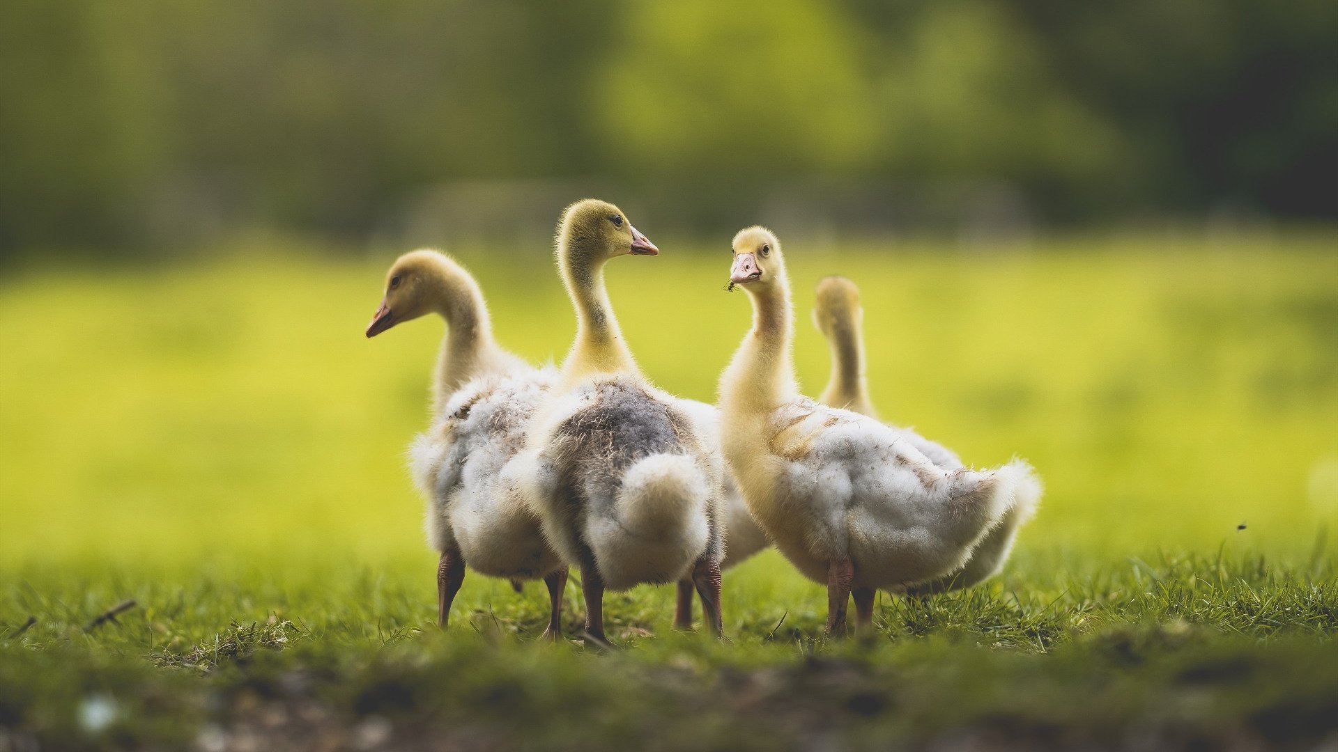 世界青少年轮滑表演大赛在北京精彩纷呈，青少年轮滑世界冠军