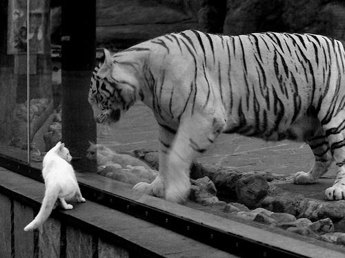 中国足球场上移动方向数据建模，足球场上的数学建模