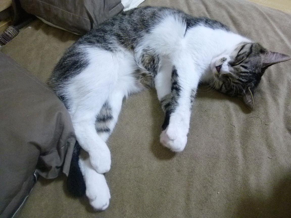 “羽毛球选手超常发挥，简阳文体中心赛场火爆”