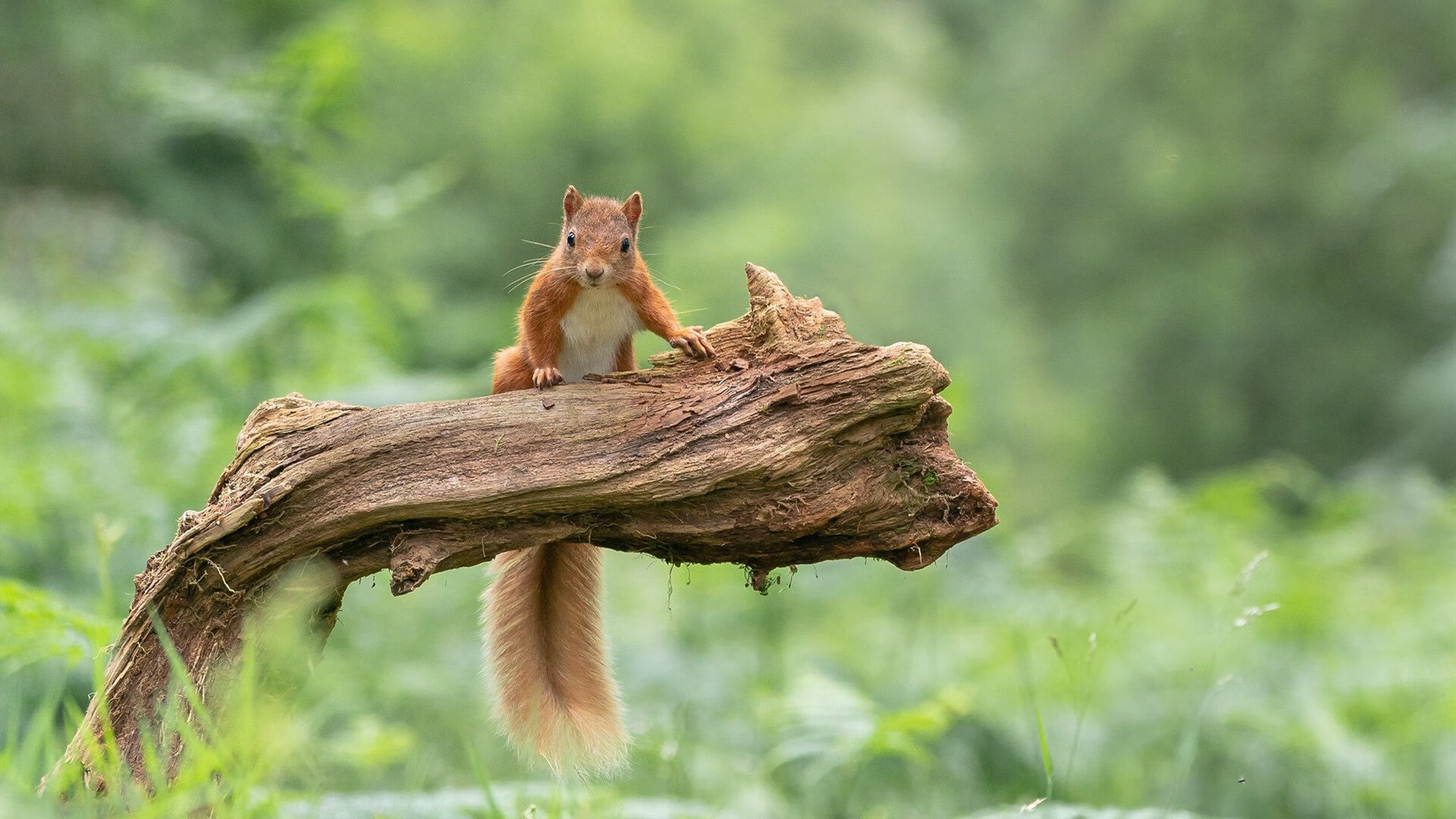 九游娱乐APP-利物浦保持高压推进持续威胁球门，利物浦ywna