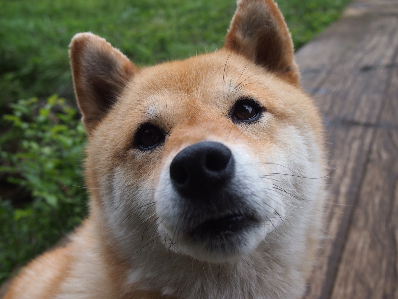 加拿大队赛制解析:如何通过赛制提高心理素质和抗压能力,加拿大队名单